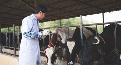 Fiebre aftosa: situación controlada, pero hay que estar atentos.