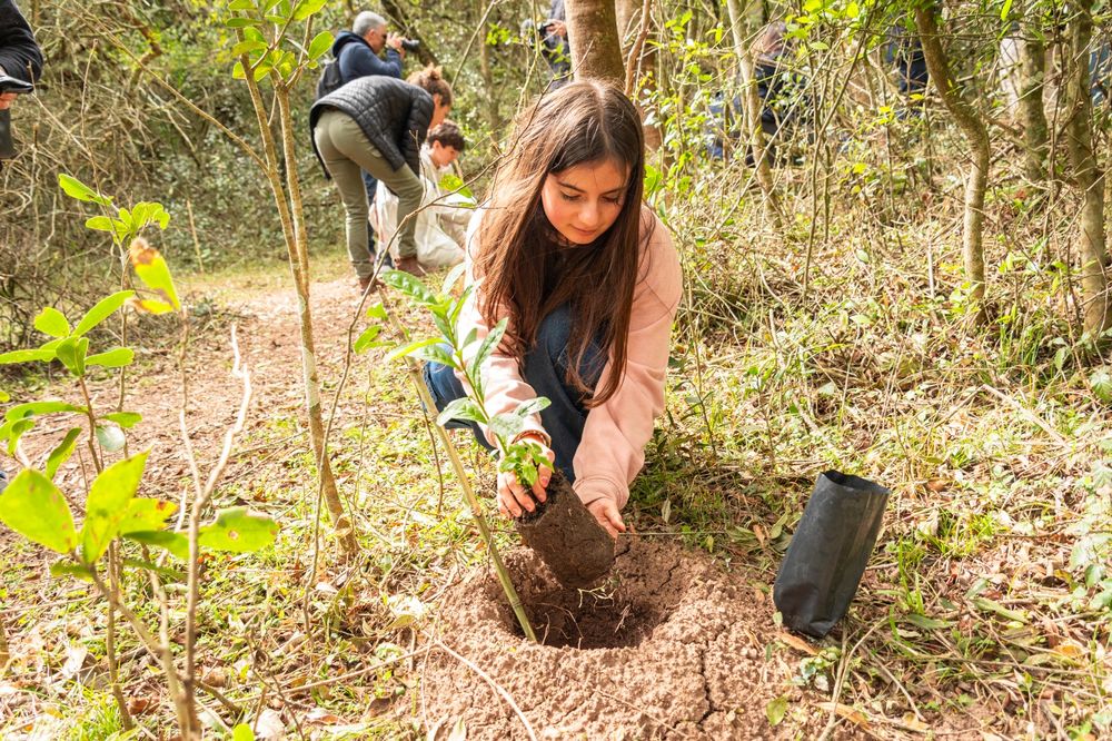 Plantación de árboles de yerba mate.