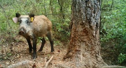 Peste porcina africana en España: hallan muertos cuatro jabalíes en Barcelona y el Gobierno anuncia medidas
