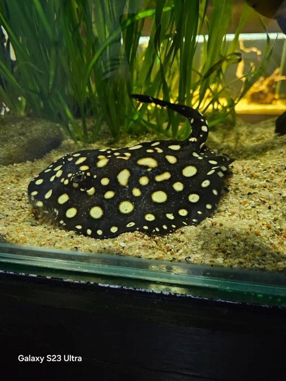 Durante las inspecciones se encontraron corales, estrellas de mar y &nbsp;peces cartilaginosos protegidos como las rayas.