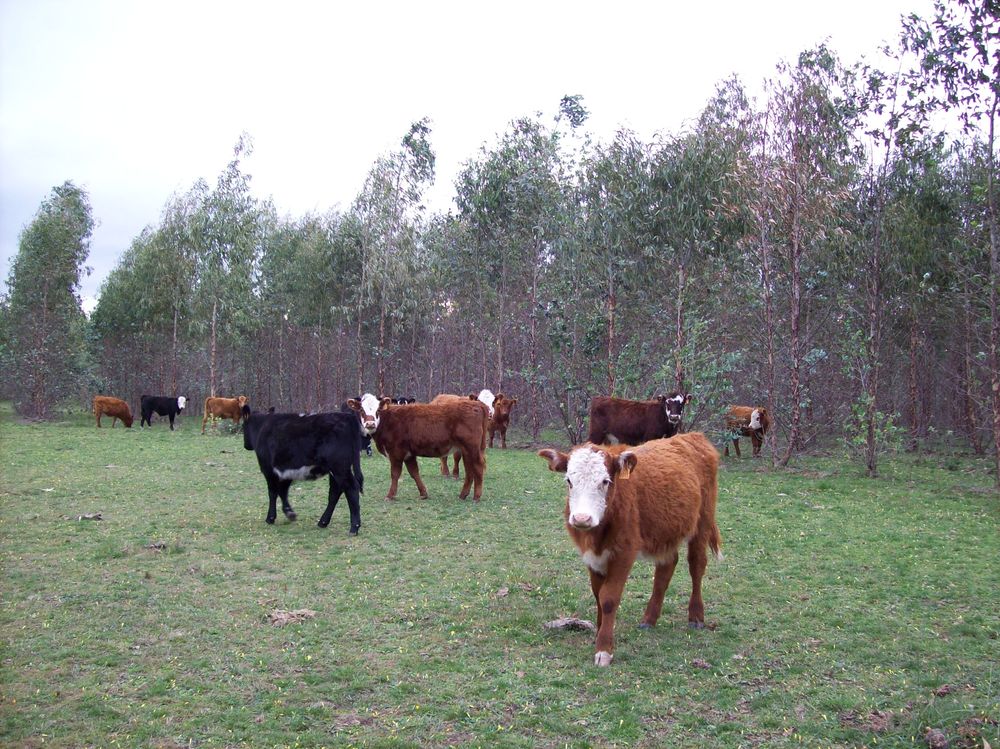 Vacunos en Montes 02.JPG