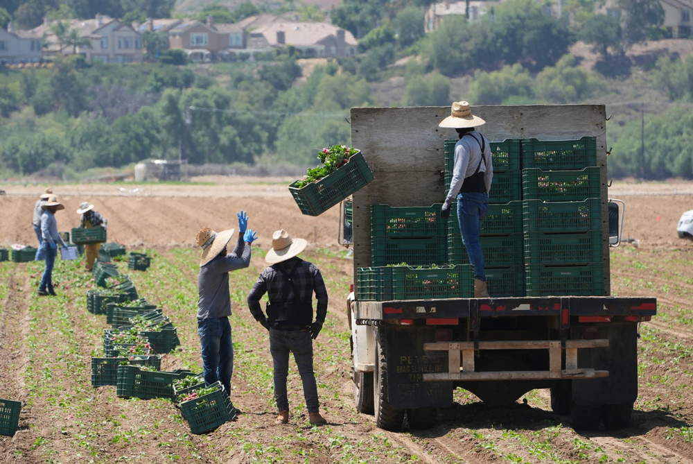 Trabajadores de una granja en California. 