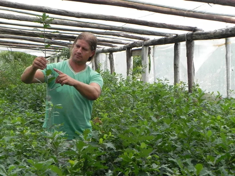 Luis López muestra uno de los plantines de la última zafra