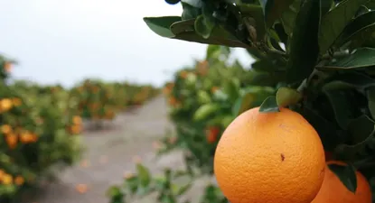 Citrus a Estados Unnidos, se concreta la meta fijada para 2013