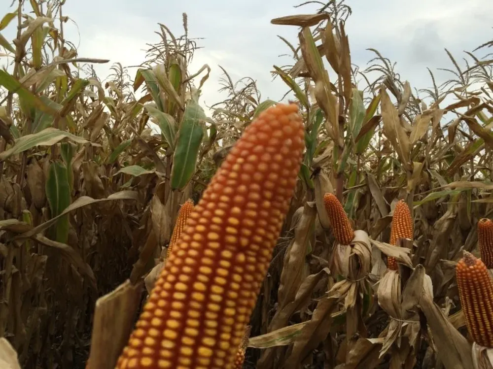 La regulación gubernamental mexicana no aplica a otros cultivos como la soja, el algodón o la canola (foto archivo)