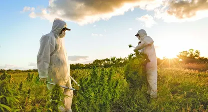 Trabajadores durante la última cosecha de la empresa uruguaya Yvy Life Sciences