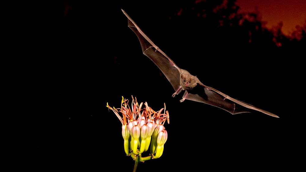 El esfuerzo de las comunidades y de los investigadores ya está dando frutos.
