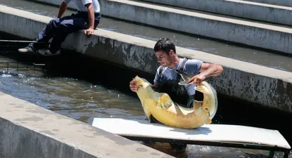 ¿Qué pasa con la exportación de carne de esturión hacia Rusia en medio de la guerra?