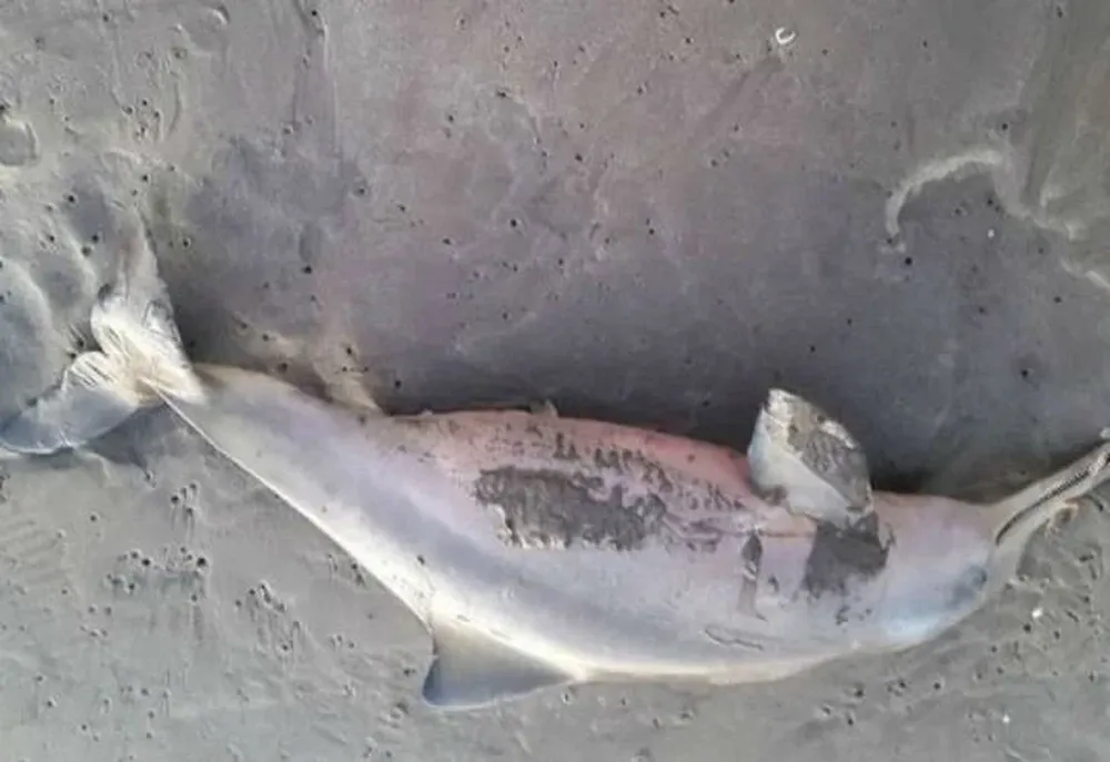 Un turista subió las imágenes para generar conciencia