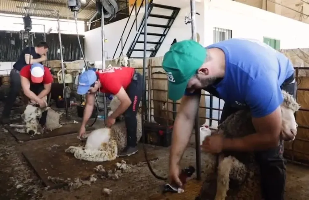 Comparsa de esquiladores uruguayos trabajando en España.
