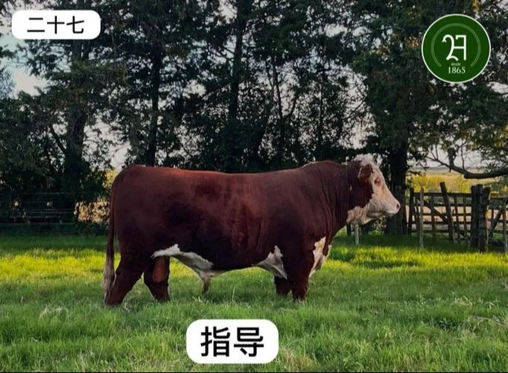El Hereford que irá a China.