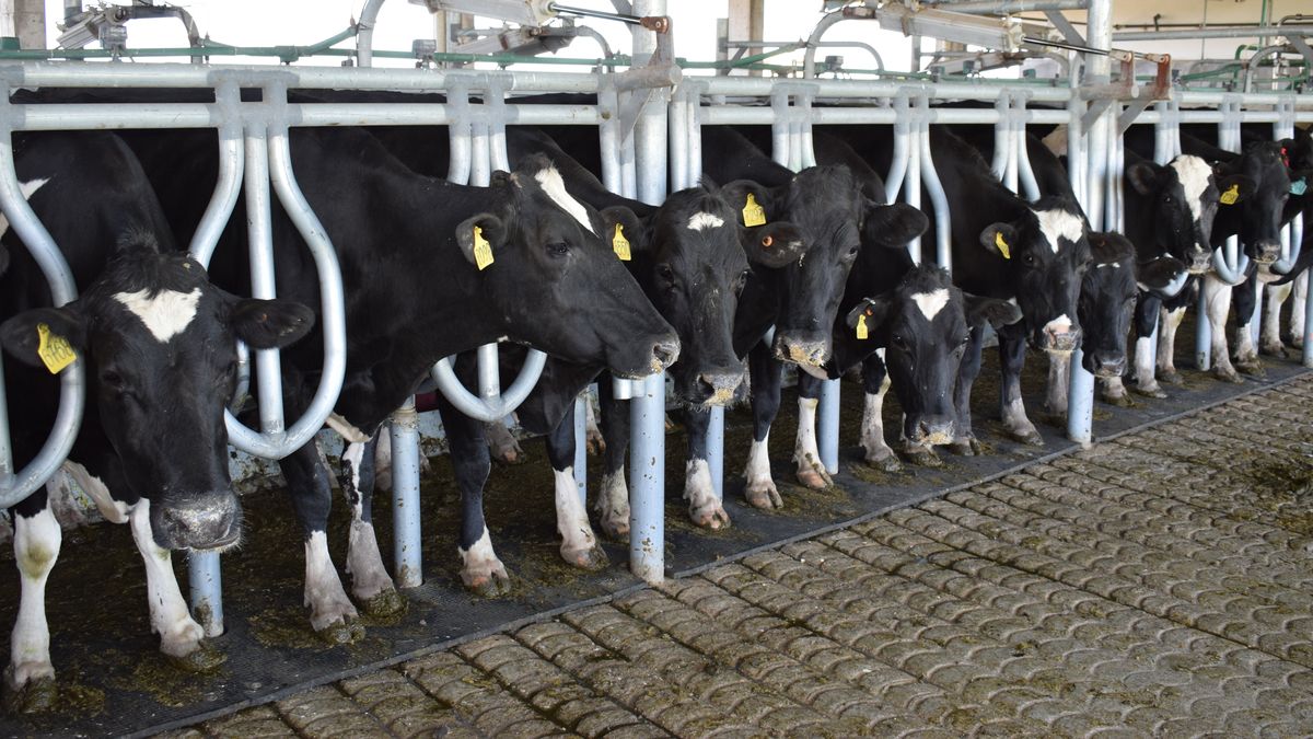 Aumento en la remisión de leche desde los tambos y caída en el pago al productor