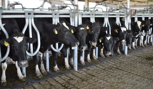 Leche: más producción y remisión desde los tambos en Uruguay.