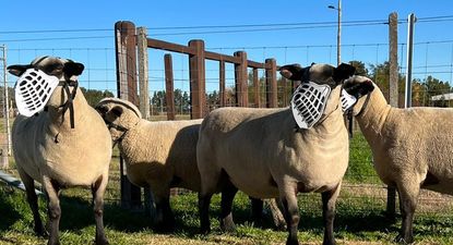 Bozales para ovinos, innovación tecnológica creada en Uruguay.