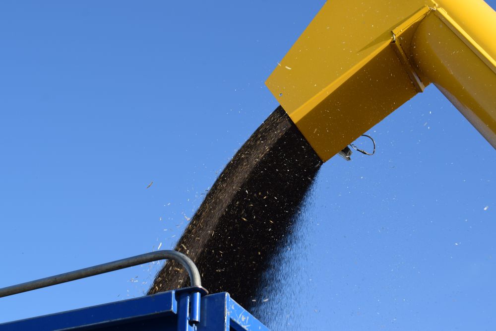 Colza: cosecha en campos de Flores, en Uruguay.
