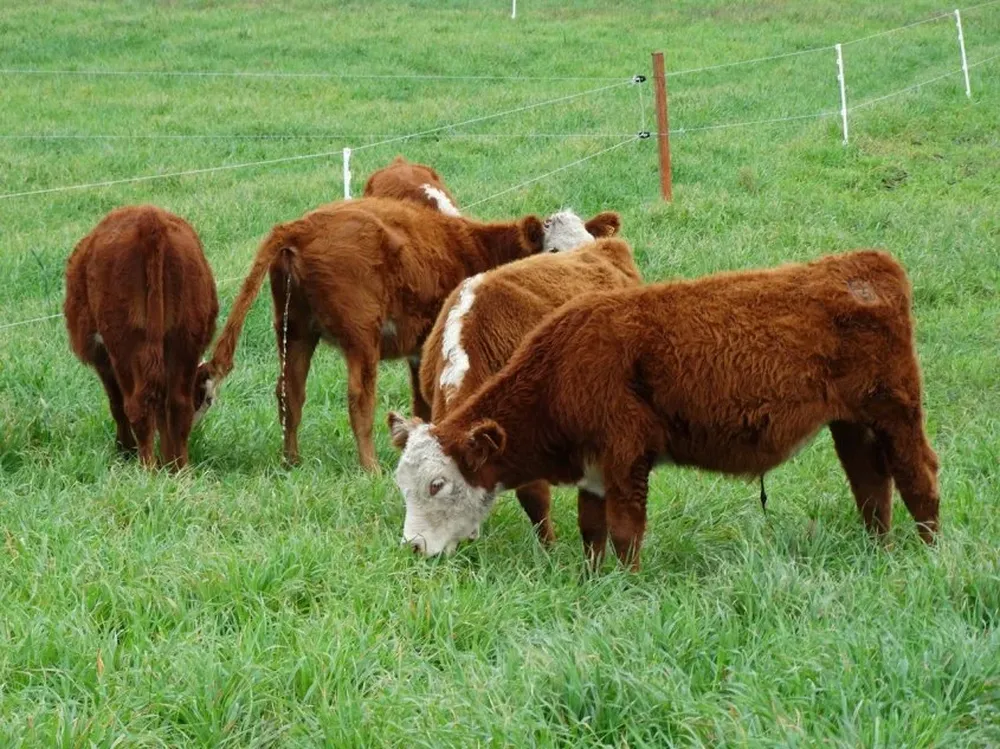 Para los productores ante las dificultades es clave cuidar el gasto, incluso en producción de pasturas
