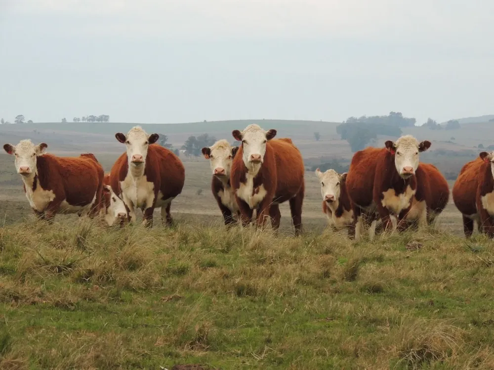 “¡La vaca les gana!”