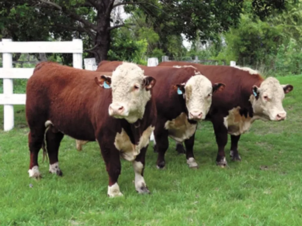 El mundo del Hereford se concentra en Uruguay