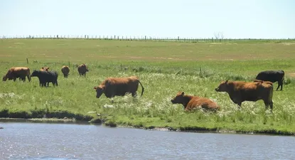 Campo natural, paisaje característico en Uruguay.