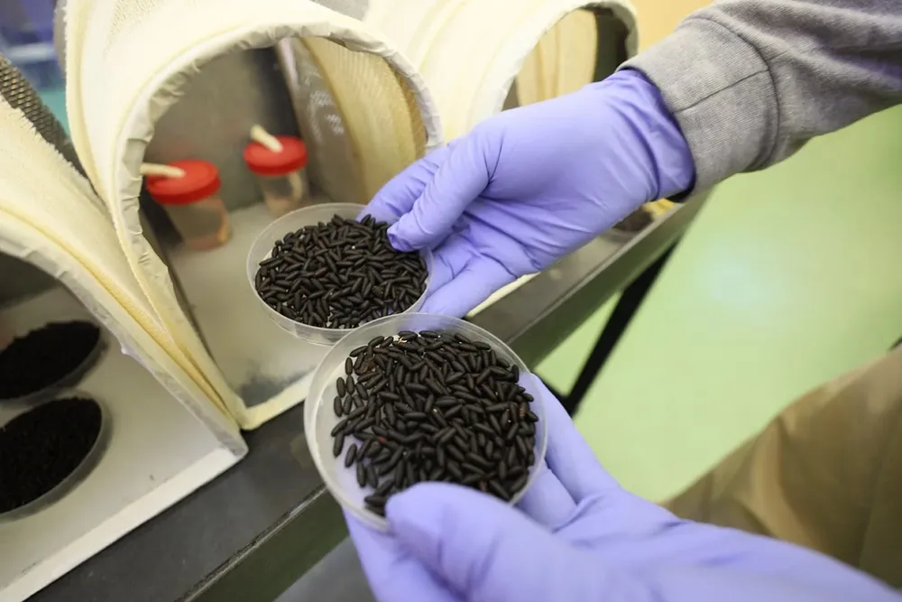 Se dispersarán entre 25 y 30 millones de moscas estériles por semana.