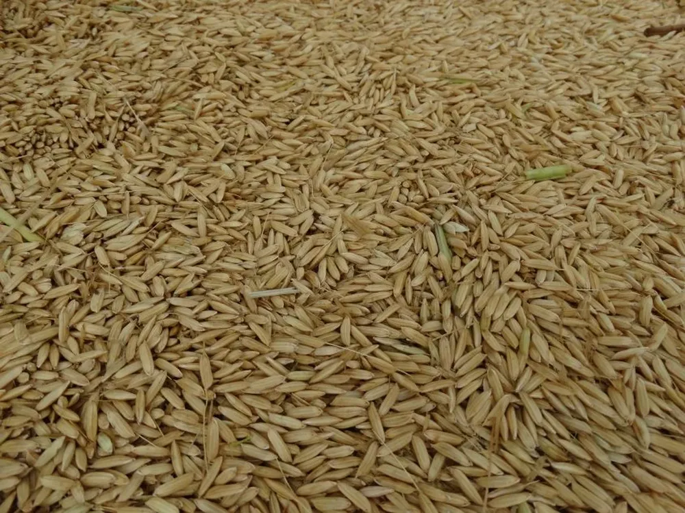 Uruguay aspira a colocar arroz industrializado y también con cáscara.