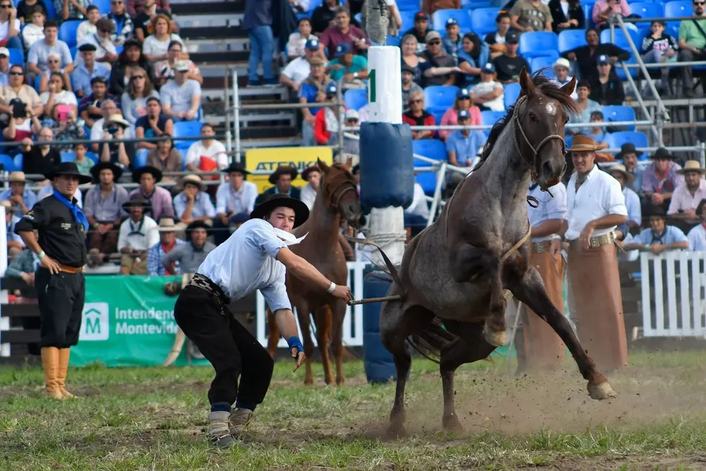 INBA: hay un nuevo reglamento para las jineteadas y actividades similares.