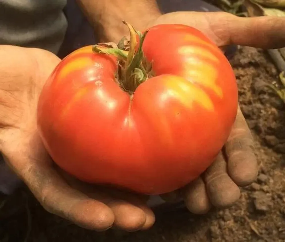 Cata de tomates antiguos en Paysandú.