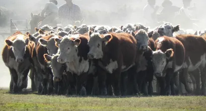 Ganadería: manejo de rodeo Hereford.