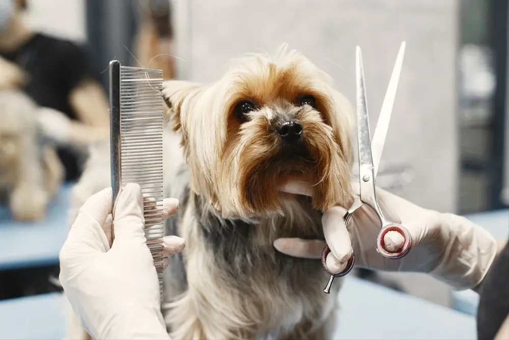 Cortar el pelo a los perros en verano: mitos y realidades.