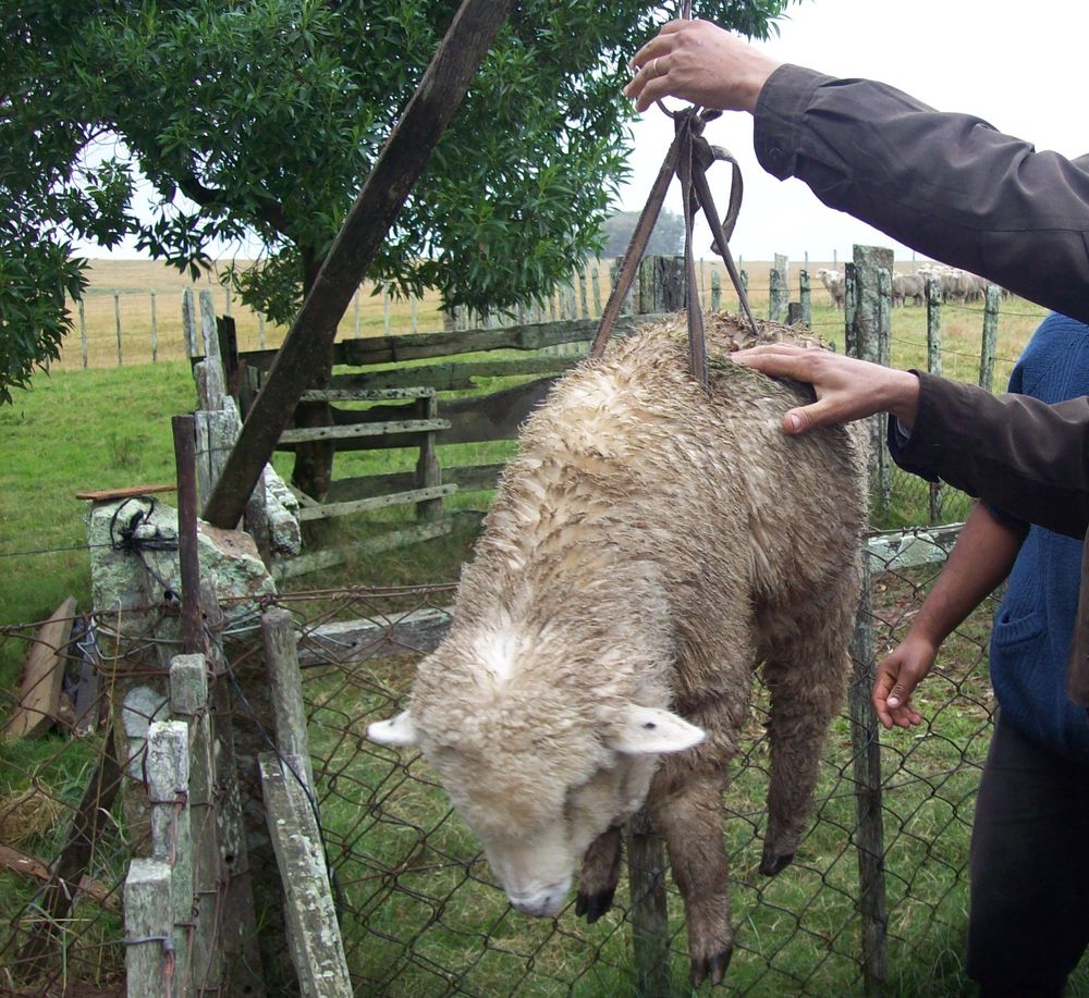 MGAP formaliza el registro de productores de animales de granja y el de profesionales que habilitarán sitios para la faena artesanal predial.
