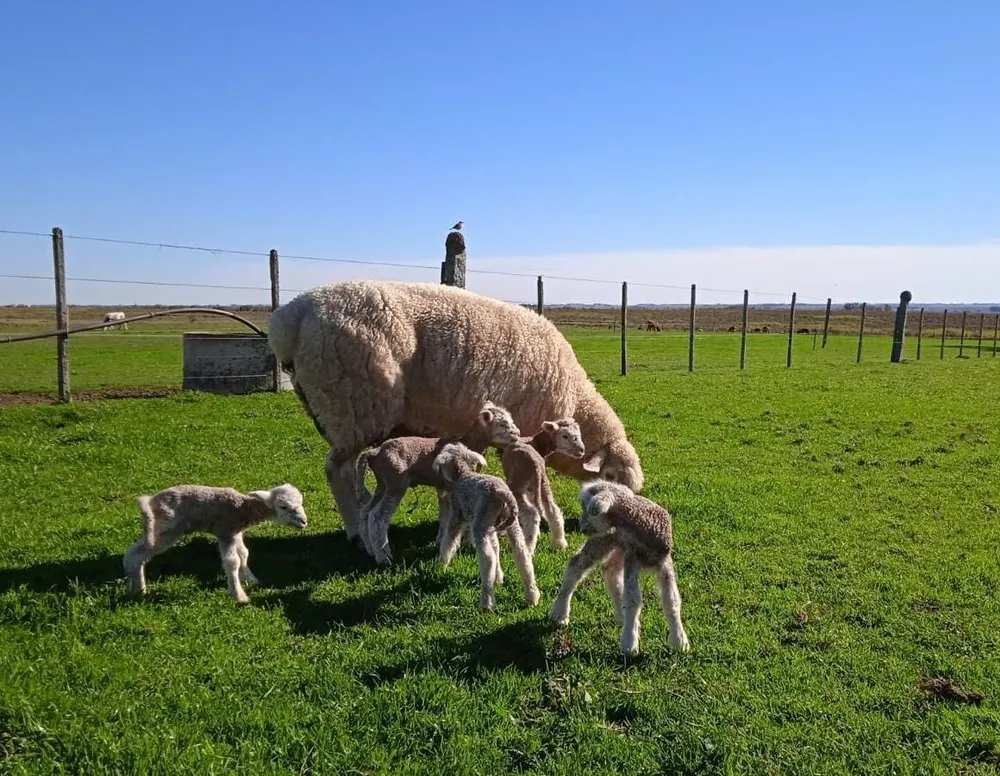 Una oveja Poll Dorset tuvo quintillizos.
