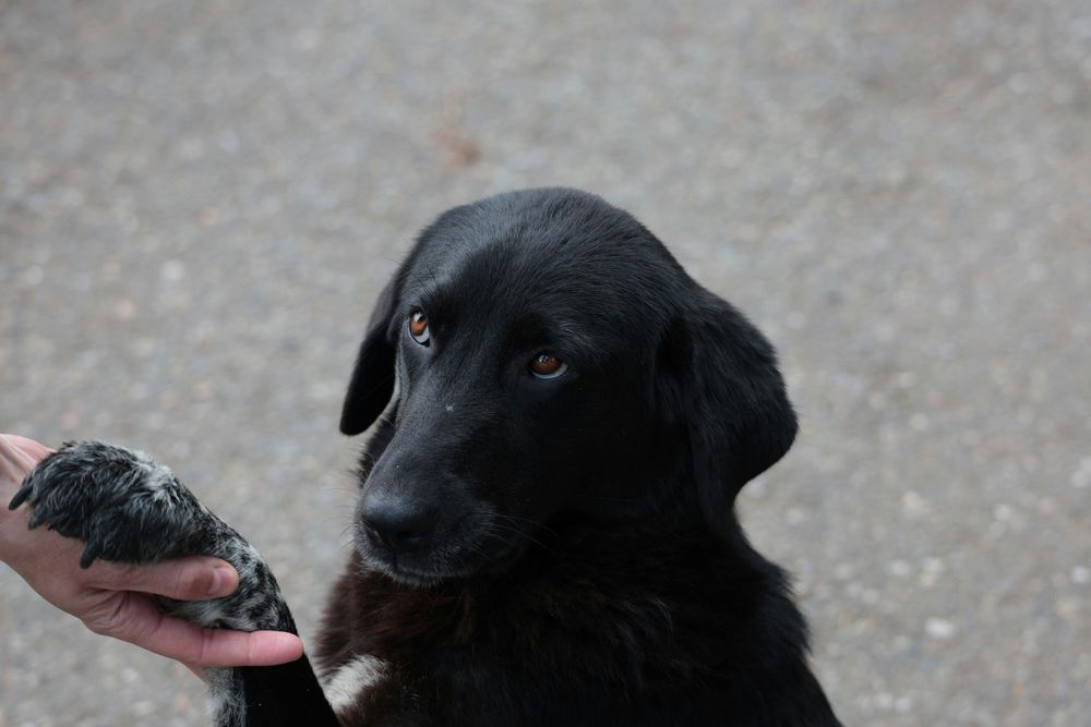 Proyecto de ley que penalice a la violencia contra los animales: un viejo anhelo de las protectoras.