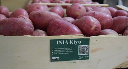 Papas de la variedad INIA Kiyú, novedad en el mercado de Uruguay.