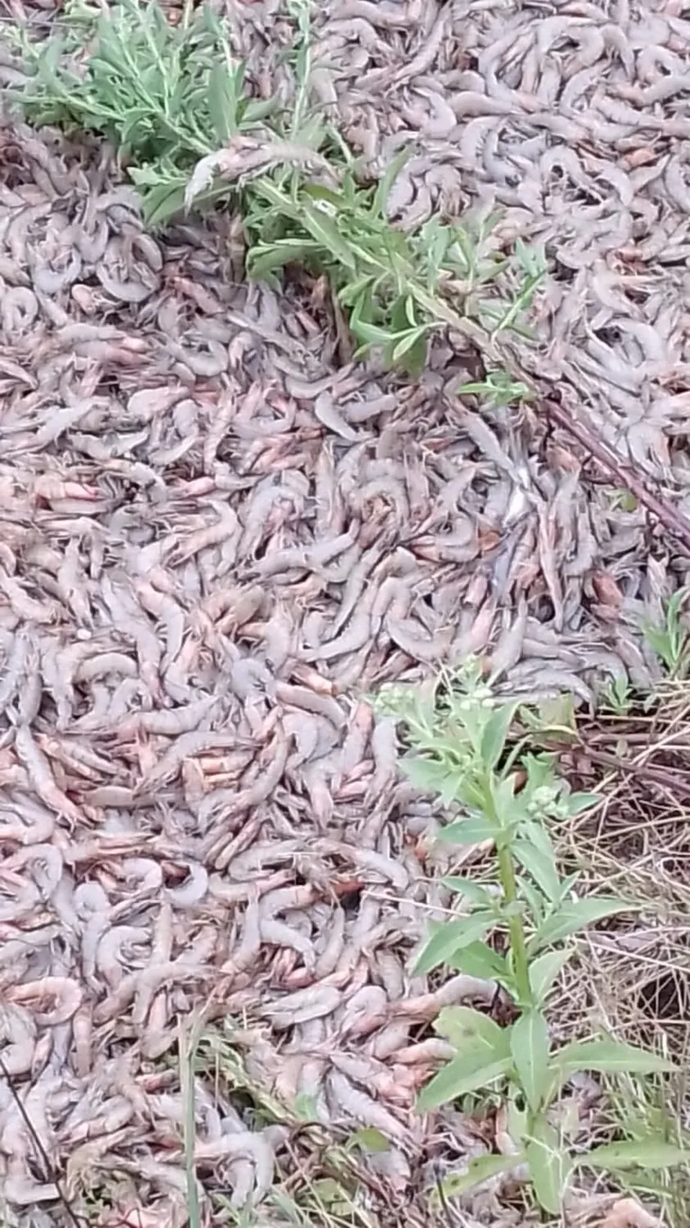 Camarones capturados de modo ilegal y tirados, al no poder vender tantos.