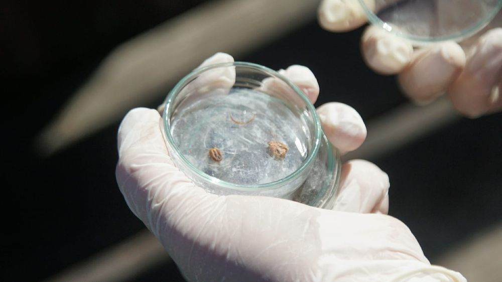 Ganadería: la garrapata genera pérdidas millonarias en dólares cada año y eso preocupa a los productores, a la investigación y al gobierno.