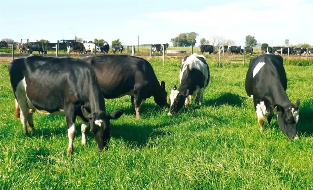 El diseño de las rotaciones es clave para el manejo de las pasturas