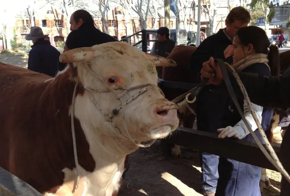 Un Hereford ingresando hoy de tarde al predio de la Rural