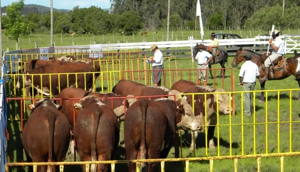 Habrá 240 toros en Minas