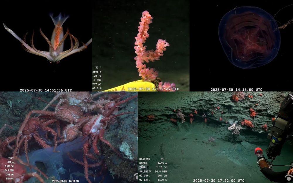 Imagen submarina captada por el Conicet&nbsp;