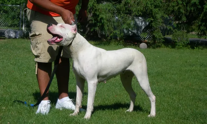 El dogo argentino se escapó cuando la madre del dueño abrió el portón de su casa