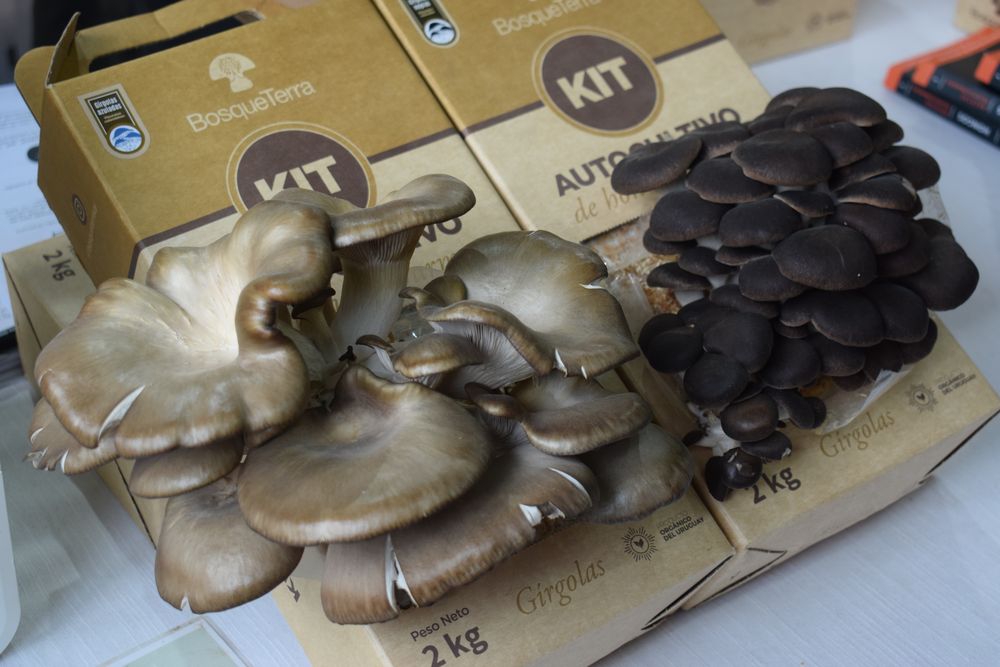 Hongos: un kit para autocultivo, novedad en la Expo Rural del Prado, en el galpón Sabores del Prado.