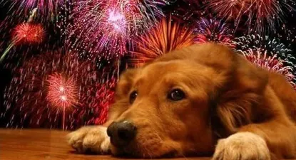 Una lista de recaudos para tus mascotas.