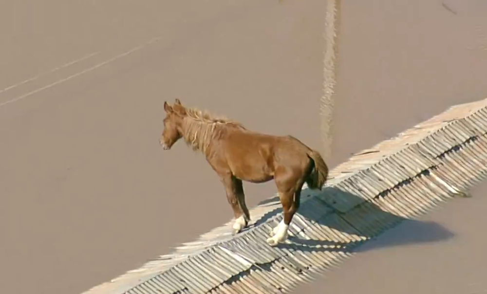 Yegua atrapada en el techo de casa tras las inundadaciones en Brasil