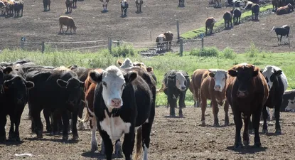 El BCU advirtió que los instrumentos que hay instrumentos que ofrecen rentabilidad fijas en dólares que no están bajo su control.