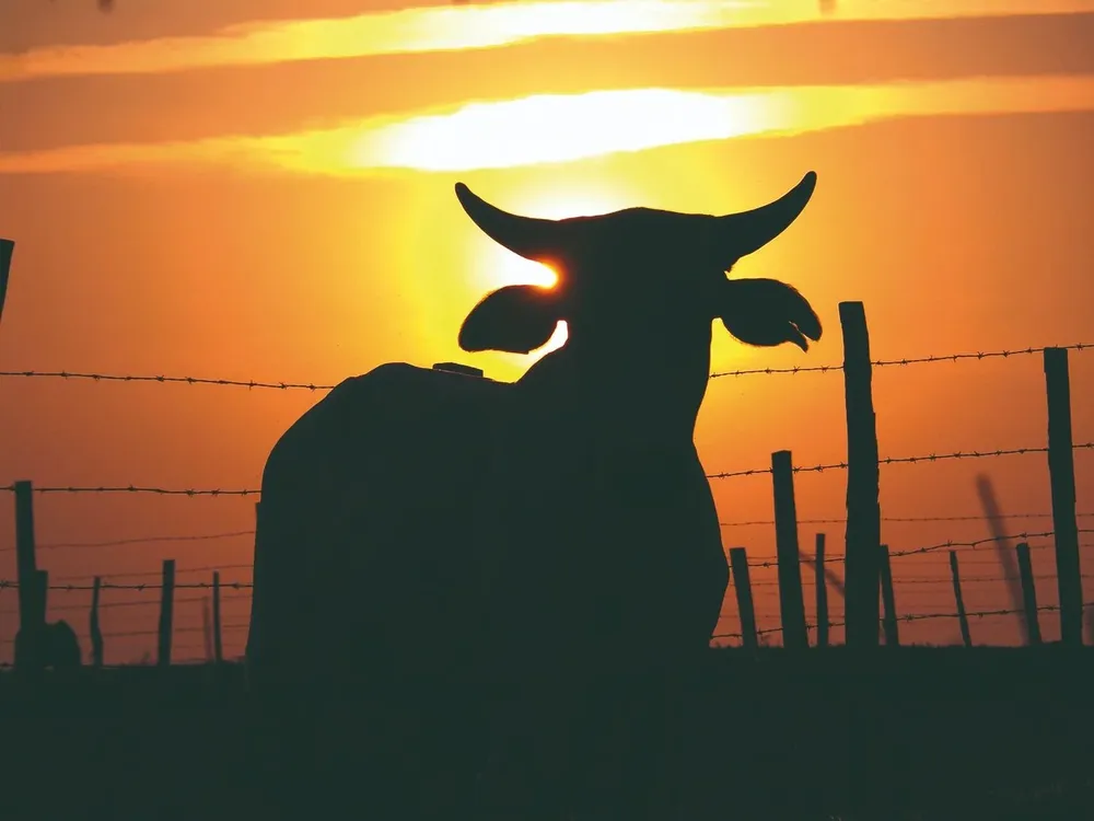 Los precios de las haciendas se siguen afirmando.