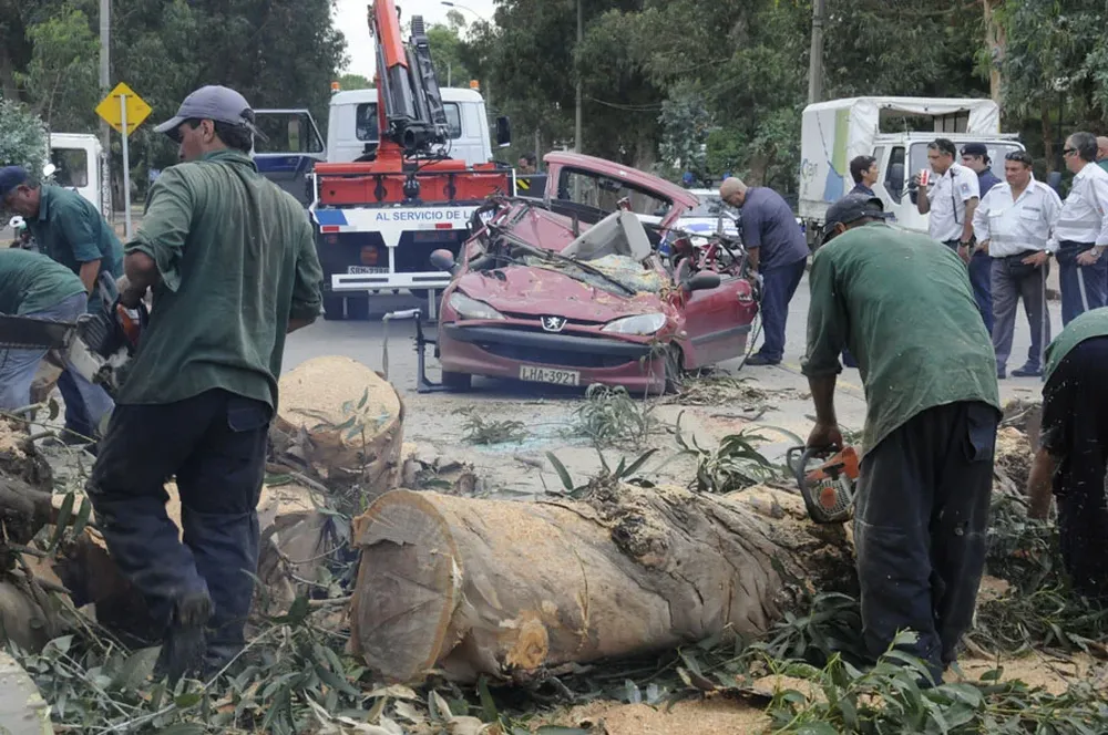 Un árbol cayó sobre un auto y mató a su conductora. Iba con sus dos hijos de 5 y 2 años