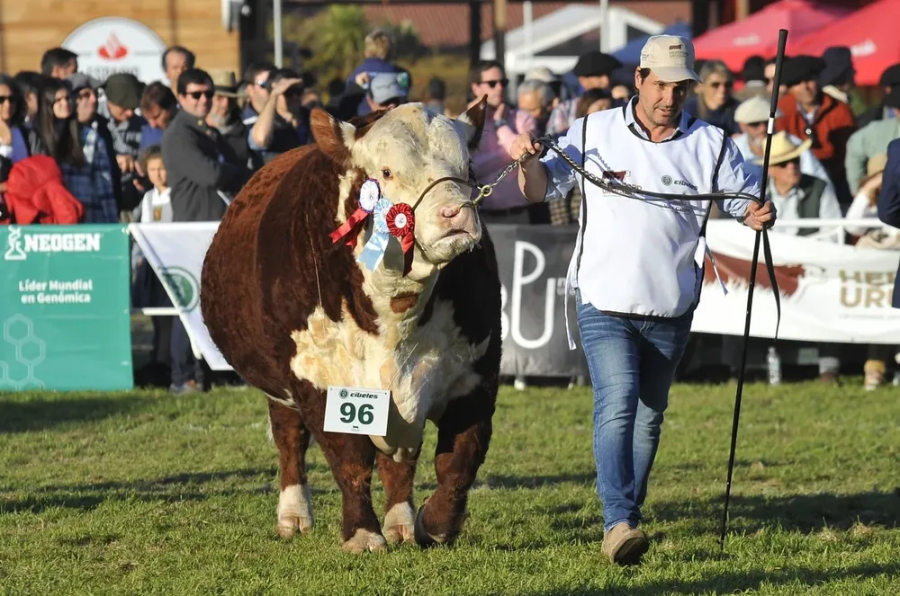 Rodrigo Fernández con el mejor de los Hereford mochos.