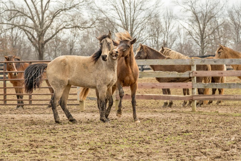 Uruguay posee solo tres complejos industriales donde hay faena de caballos para producir carne y exportarla.