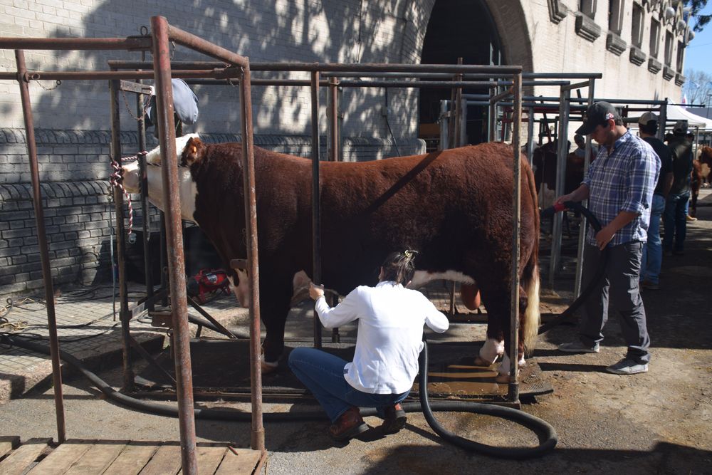 Expo Rural Prado: lleno en los galpones y en la muestra agroindustrial y comercial.