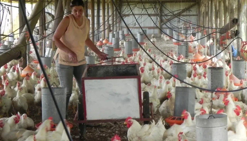 Actualmentje hay unos 450 productores de pollo, que no tienen otra alternativa que trabajar a façon.